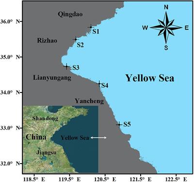 Distribution and Characteristics of Microplastics in Barnacles and Wild Bivalves on the Coast of the Yellow Sea, China